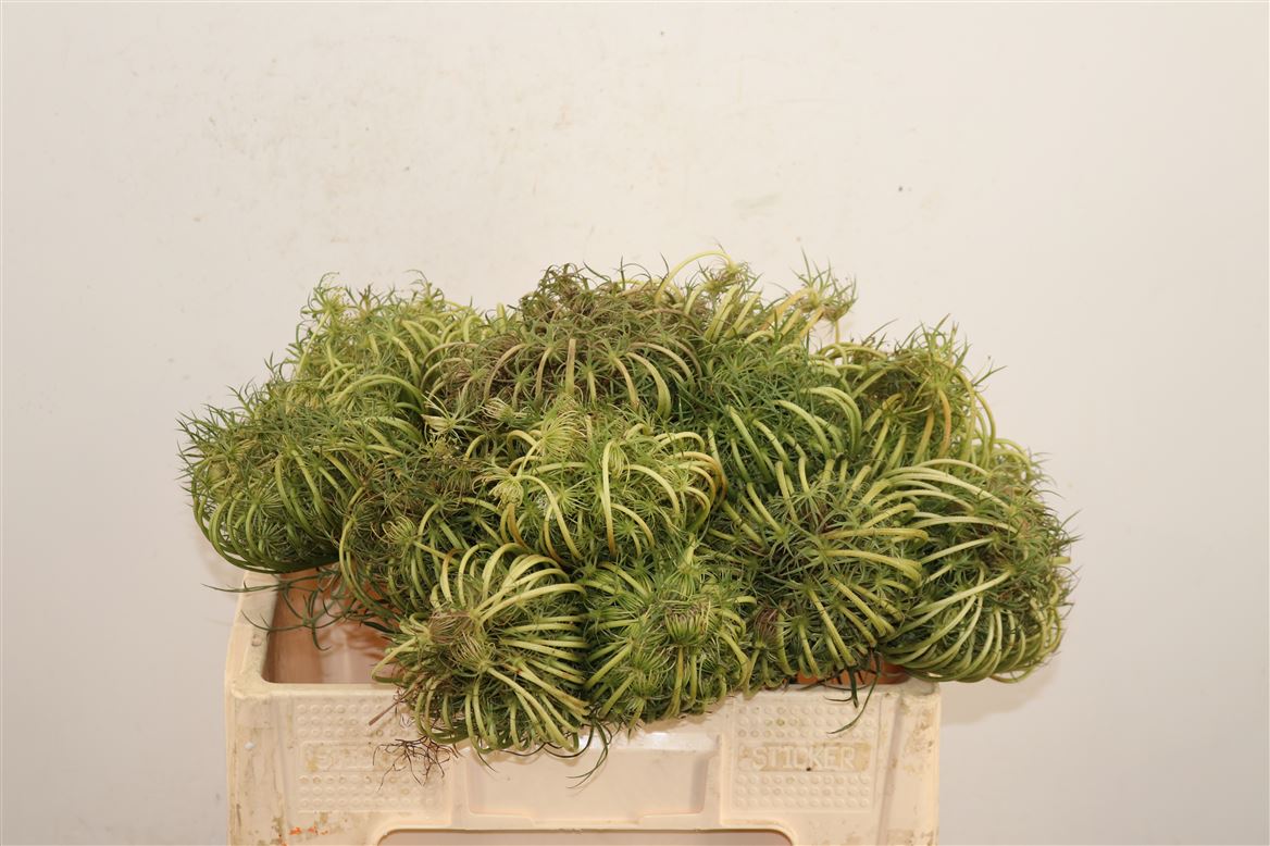 Dille-Zaaddoos-Super-Super-50cm-Per-Tak