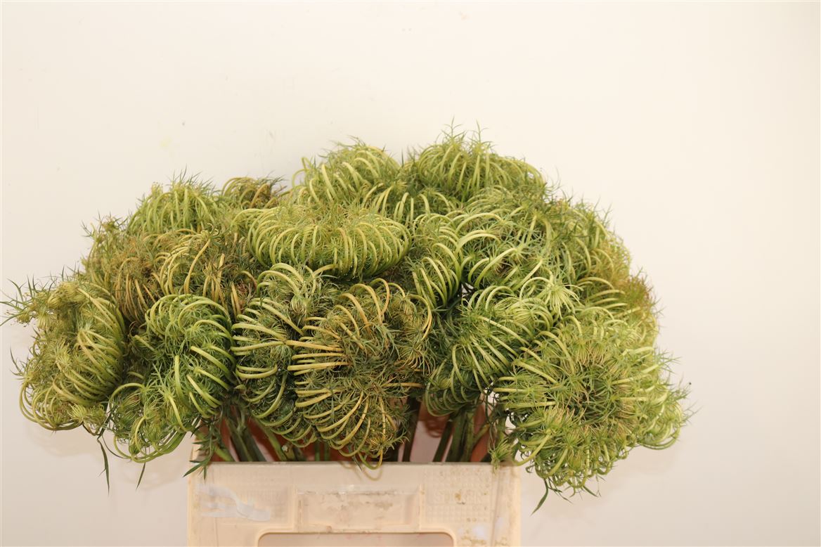 Dille-Zaaddoos-Super-Super-60cm-Per-Tak