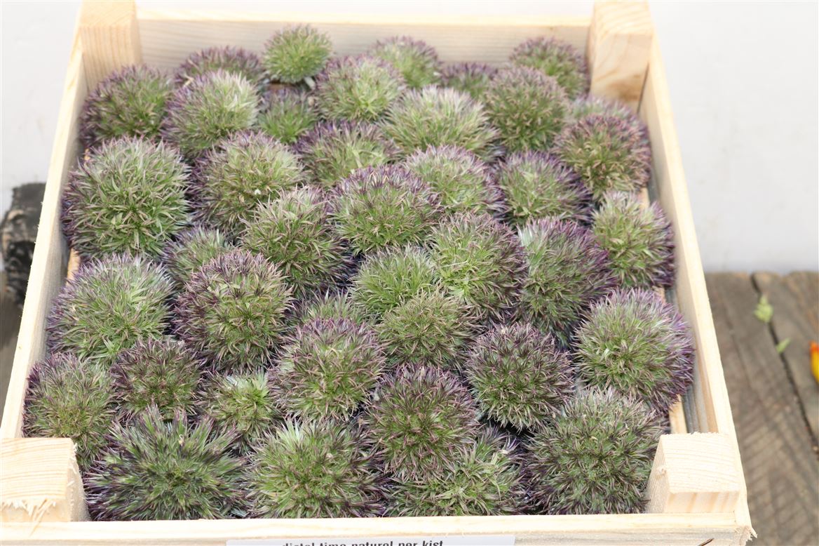 Distel-Time-Naturel-Per-Kist