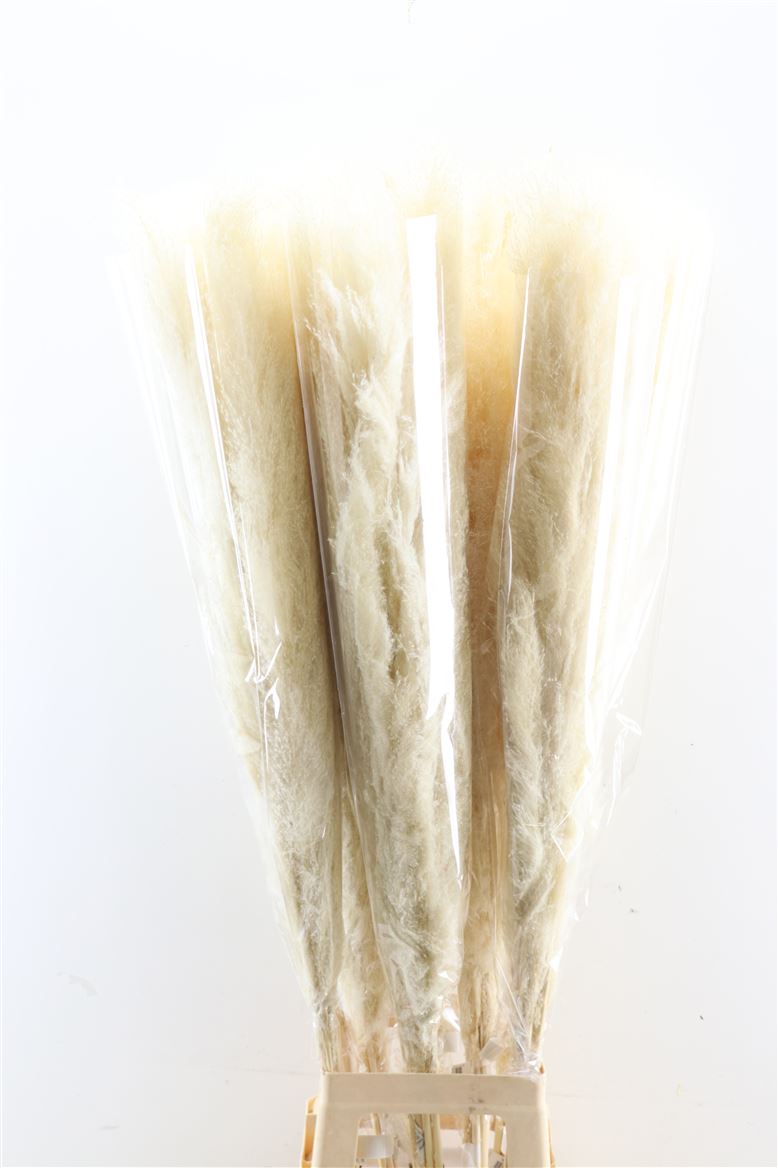 Dried-Cortaderia-Dadang-Bleached-120cm-P-Stem