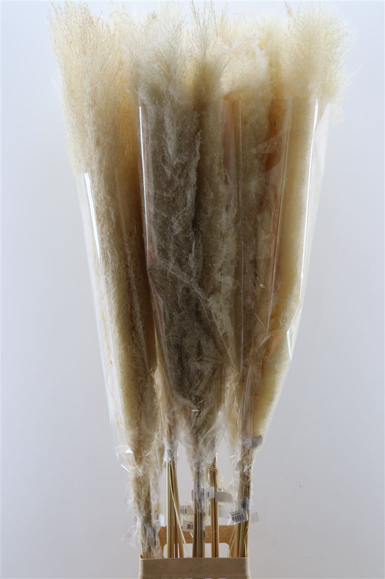 Dried-Cortaderia-Dadang-Bleached-140cm-P-Stem