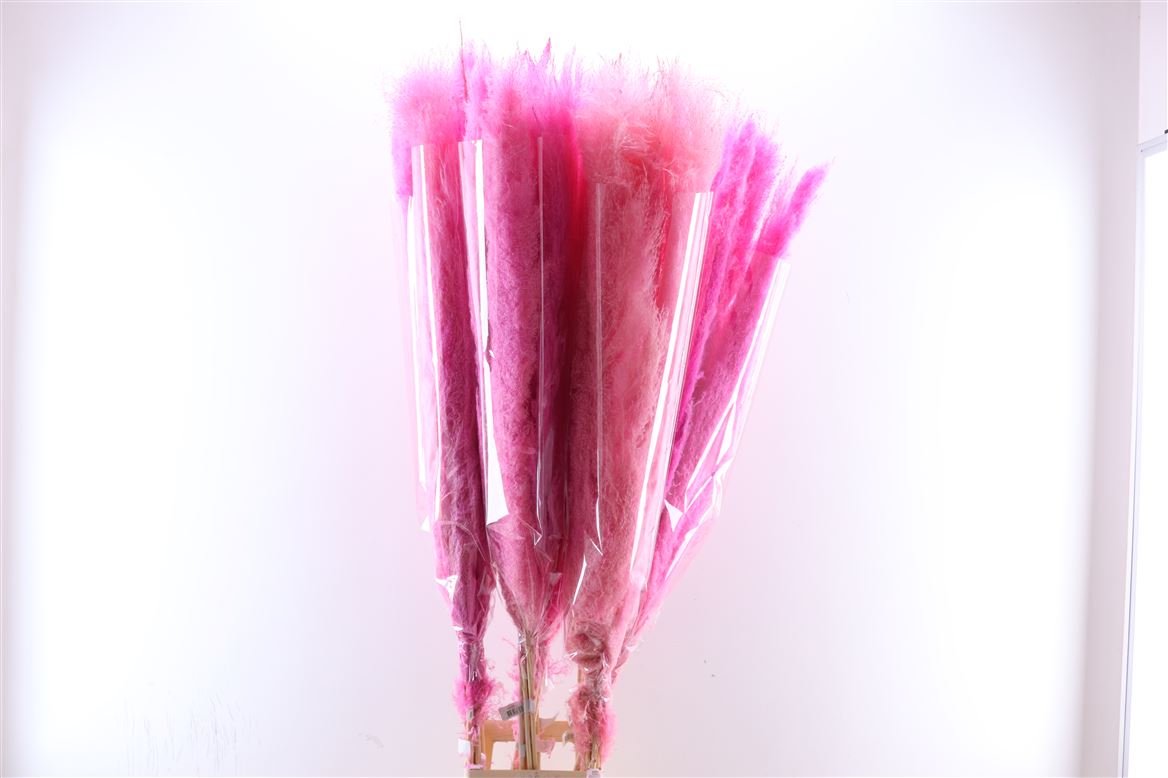 Dried-Cortaderia-Dadang-Cerise-140cm-P-Stem
