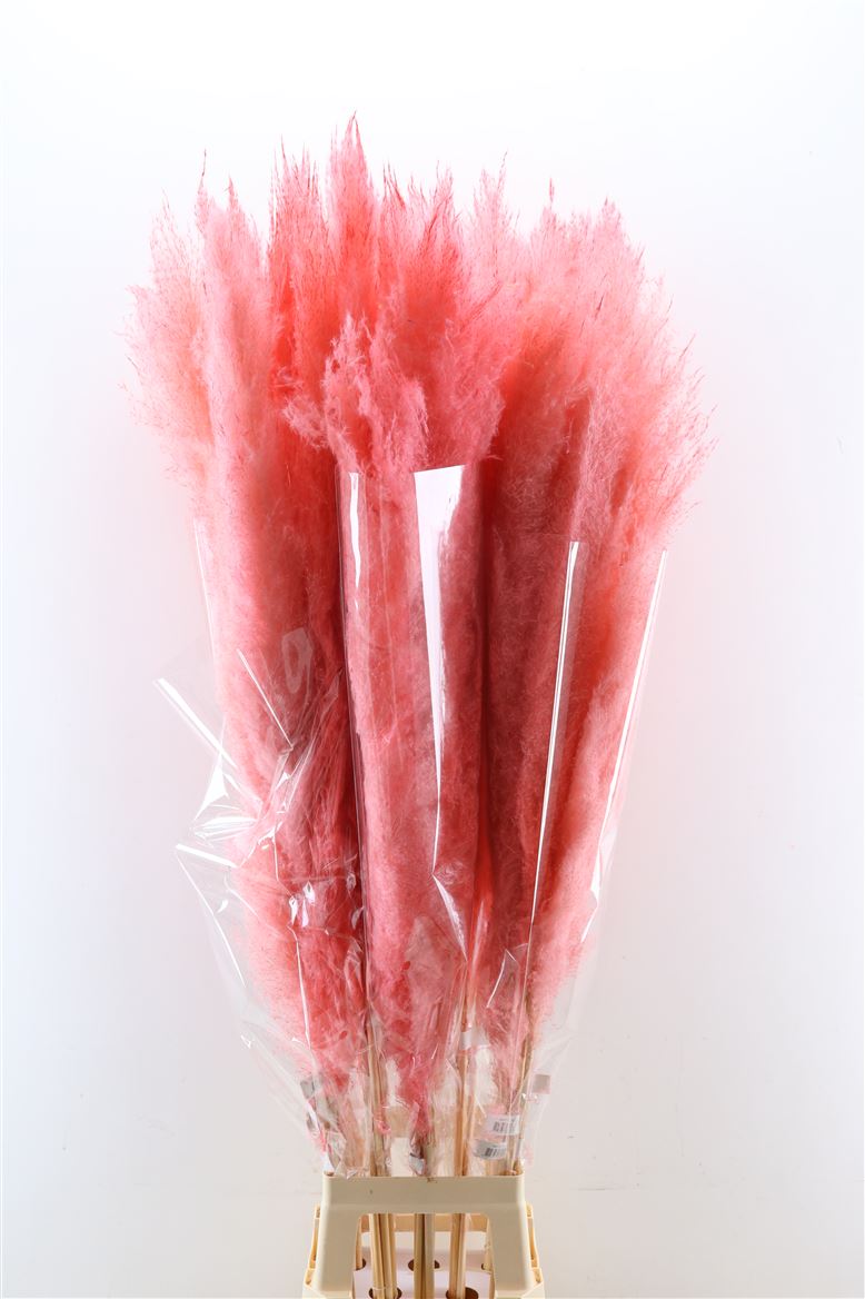 Dried-Cortaderia-Dadang-Cerise-160cm-P-Stem