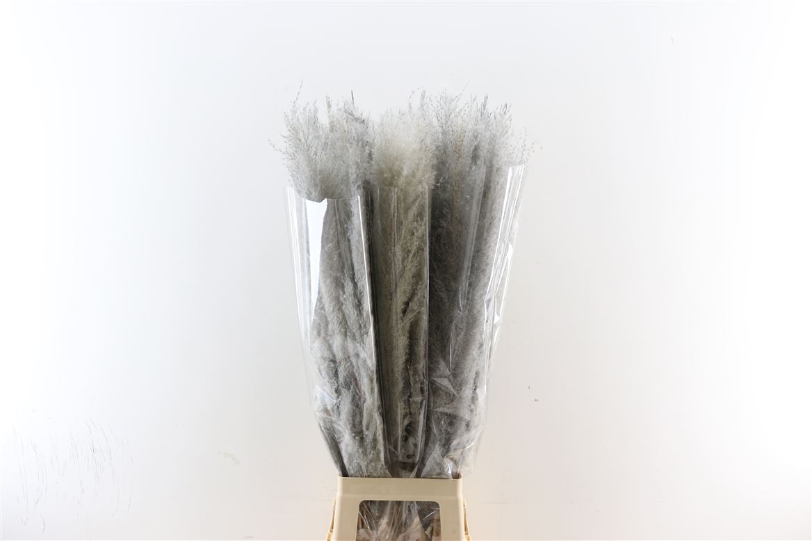 Dried-Cortaderia-Dadang-Grey-100cm-Per-Stem