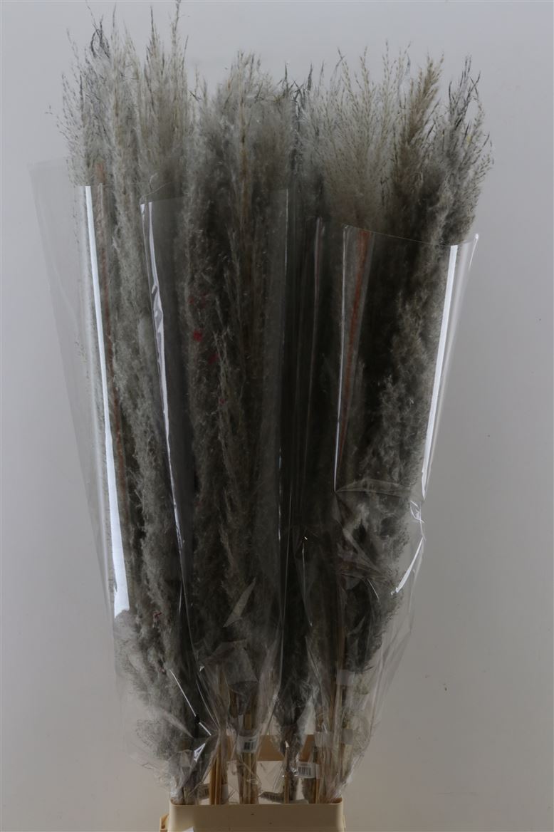 Dried-Cortaderia-Dadang-Grey-120cm-P-Stem