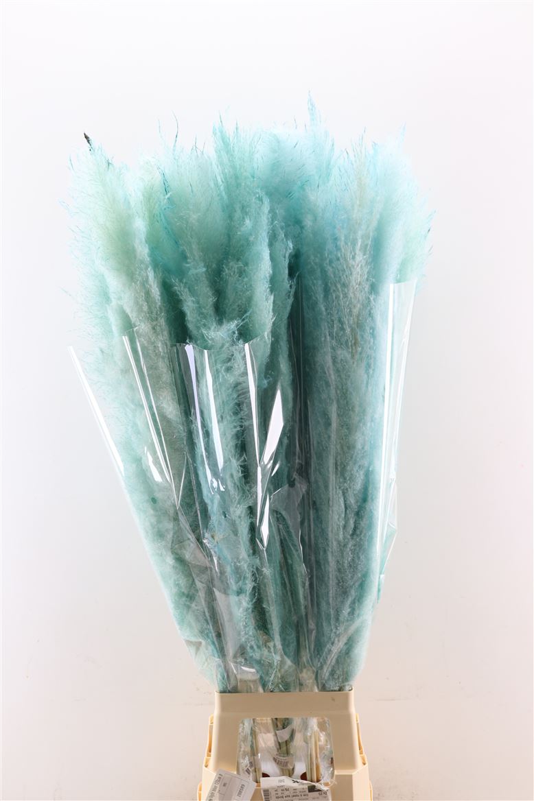 Dried-Cortaderia-Dadang-Light-Blue-120cm-P-Stem