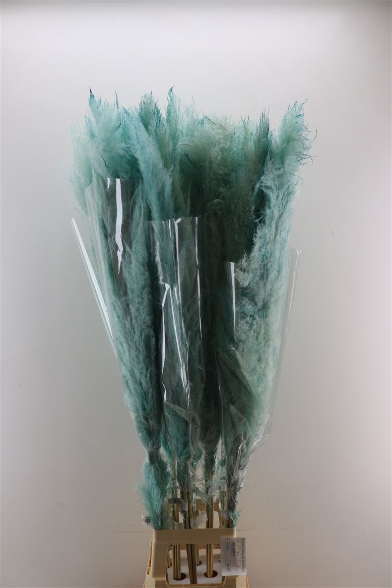 Dried-Cortaderia-Dadang-Light-Blue-140cm-P-Stem