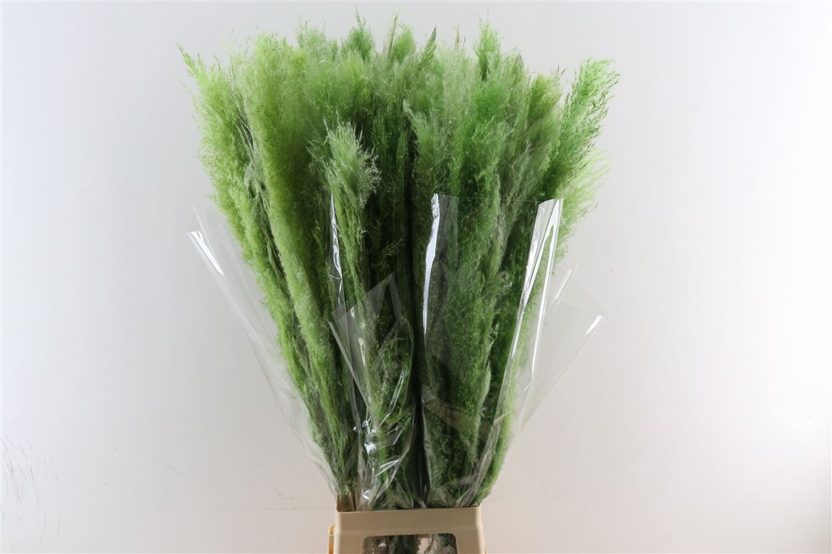 Dried-Cortaderia-Dadang-Light-Green-100cm-P-Stem