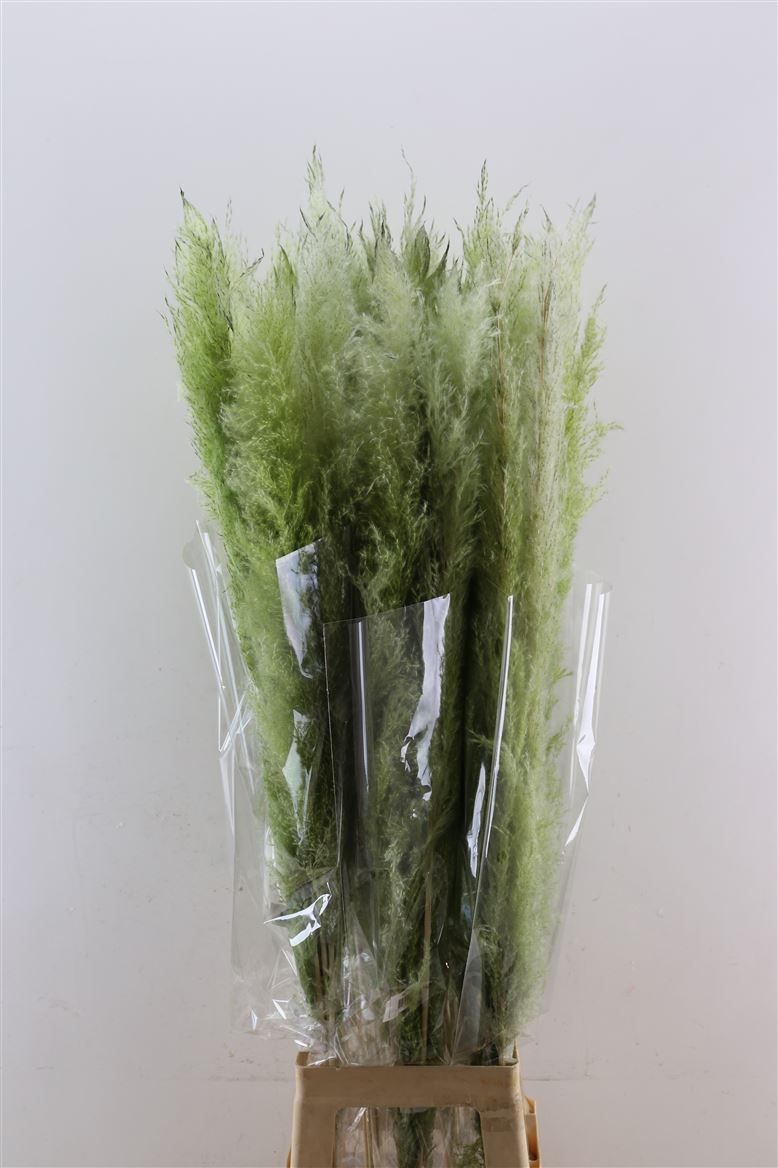 Dried-Cortaderia-Dadang-Light-Green-120cm-P-Stem