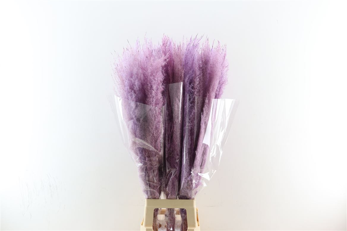 Dried-Cortaderia-Dadang-Lilac-100cm-P-Stem