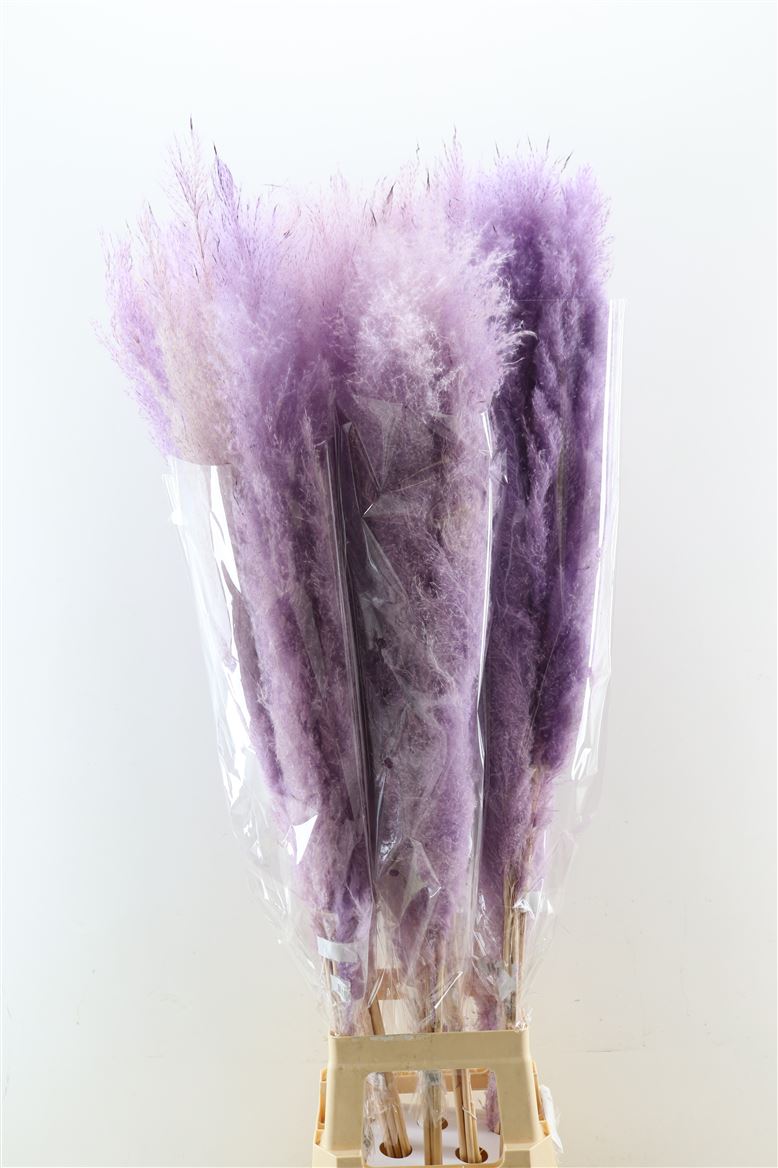 Dried-Cortaderia-Dadang-Lilac-120cm-P-Stem