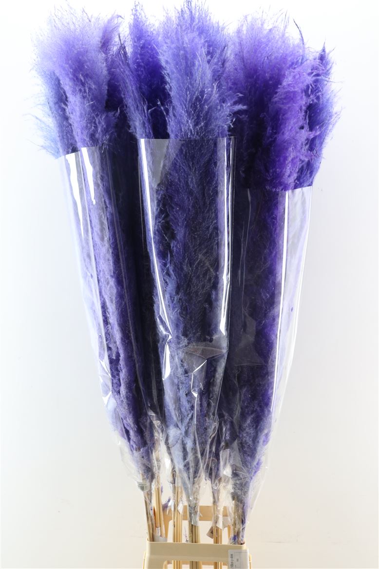 Dried-Cortaderia-Dadang-Lilac-140cm-P-Stem