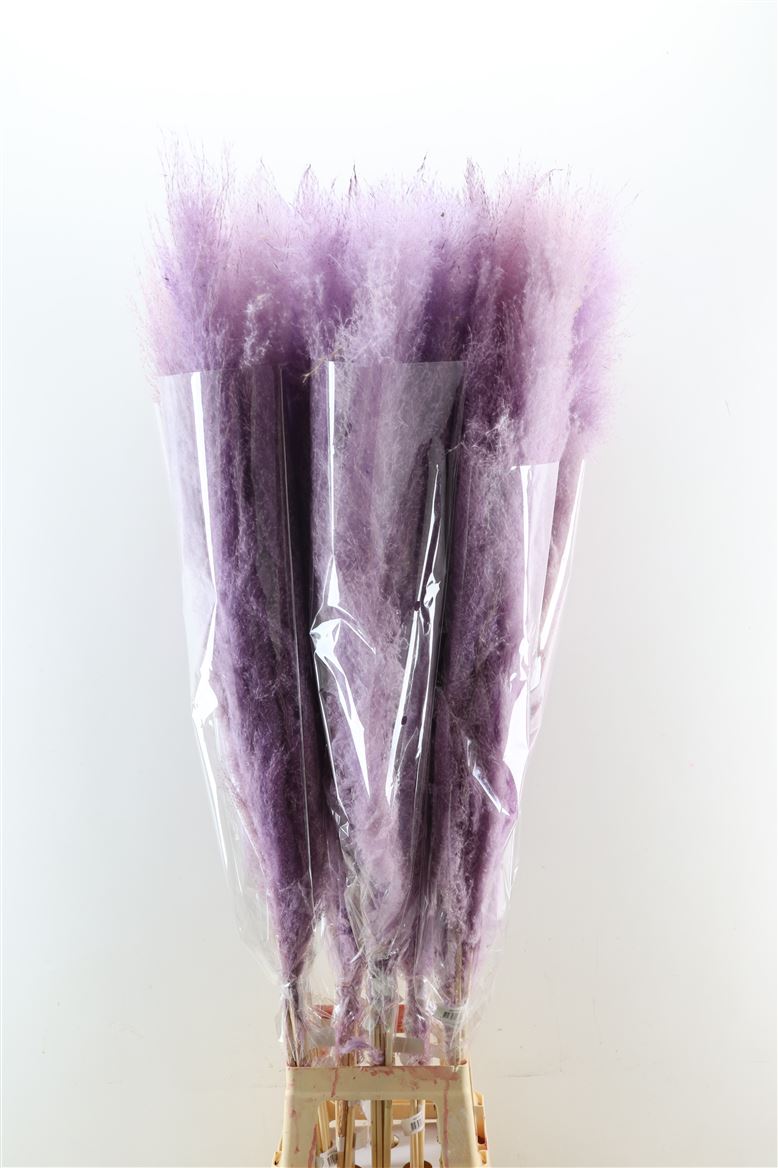 Dried-Cortaderia-Dadang-Lilac-160cm-P-Stem