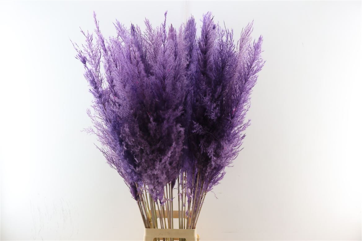 Dried-Cortaderia-Dadang-Milka-100cm-P-Stem