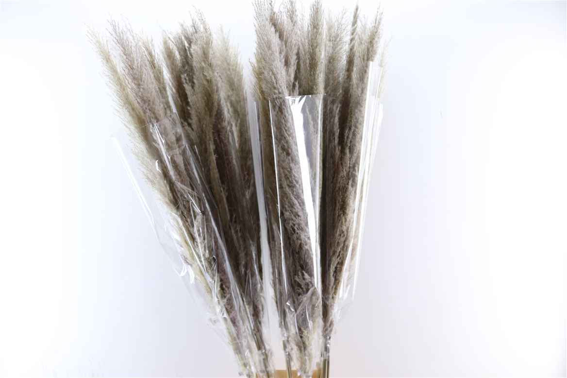 Dried-Cortaderia-Dadang-Naturel-140cm-P-Stem