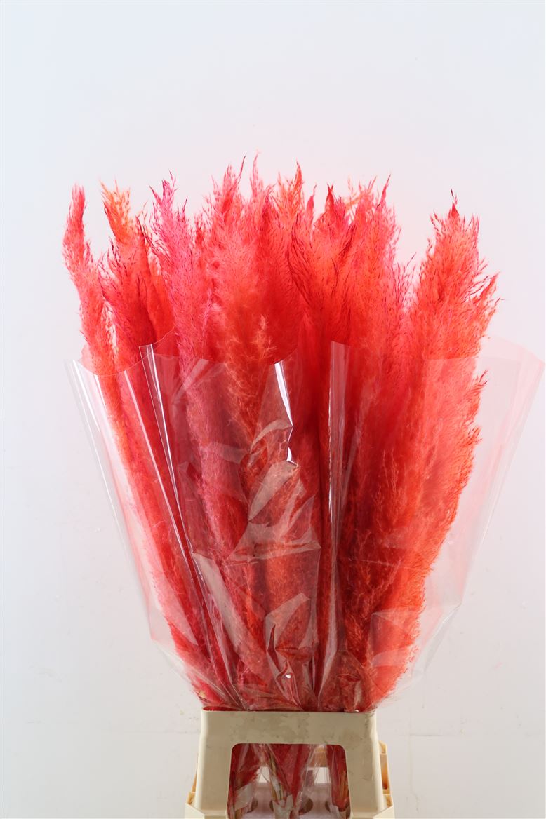 Dried-Cortaderia-Dadang-Orange-100cm-P-Stem