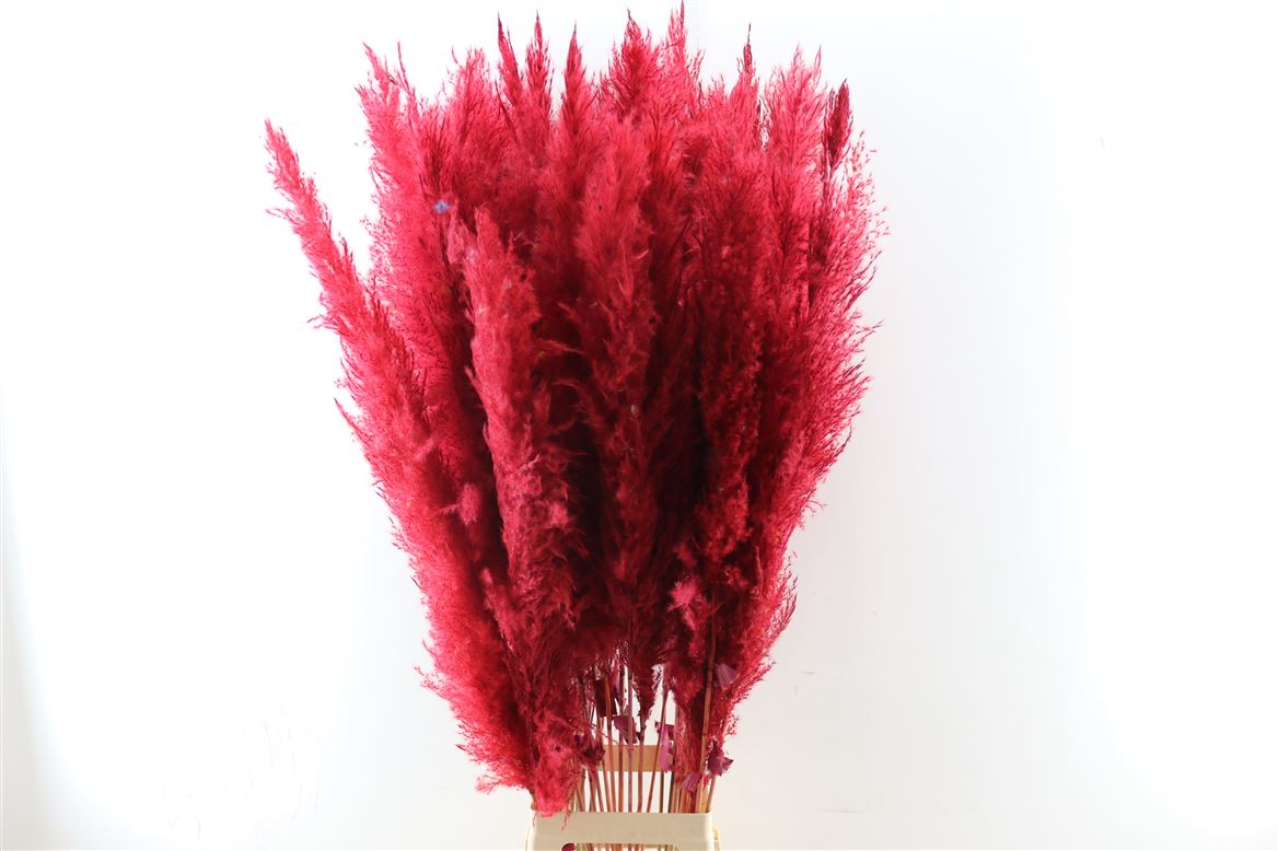 Dried-Cortaderia-Dadang-Red-100cm-P-Stem
