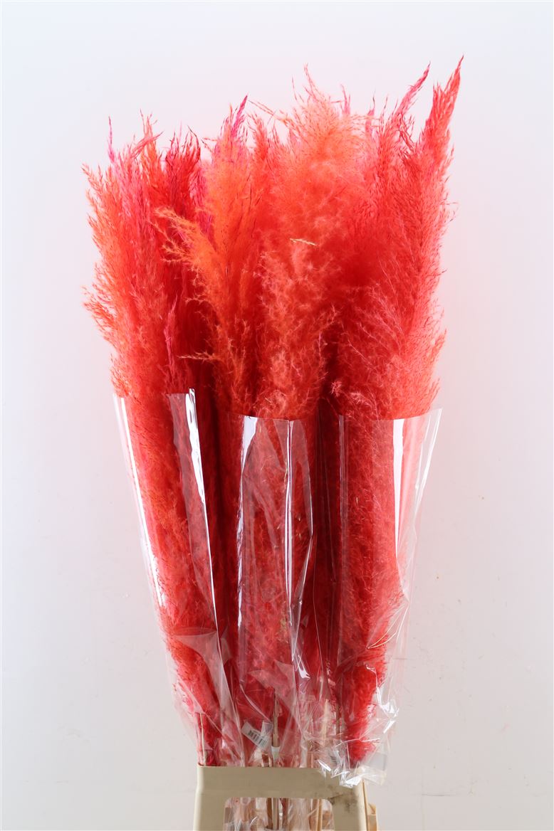 Dried-Cortaderia-Dadang-Red-120cm-P-Stem