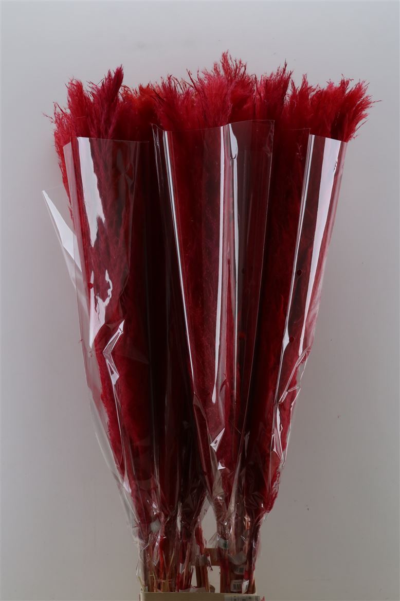 Dried-Cortaderia-Dadang-Red-140cm-P-Stem