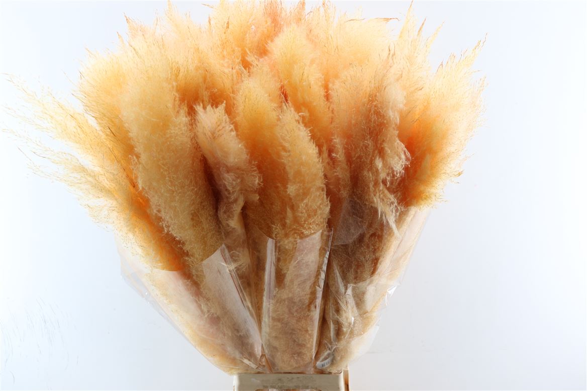 Dried-Cortaderia-Dadang-Salmon-100cm-P-Stem