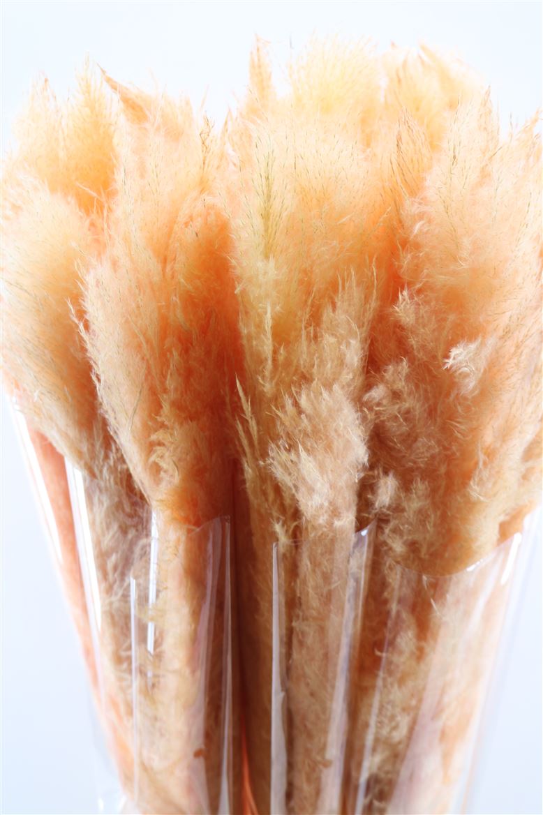 Dried-Cortaderia-Dadang-Salmon-120cm-P-Stem