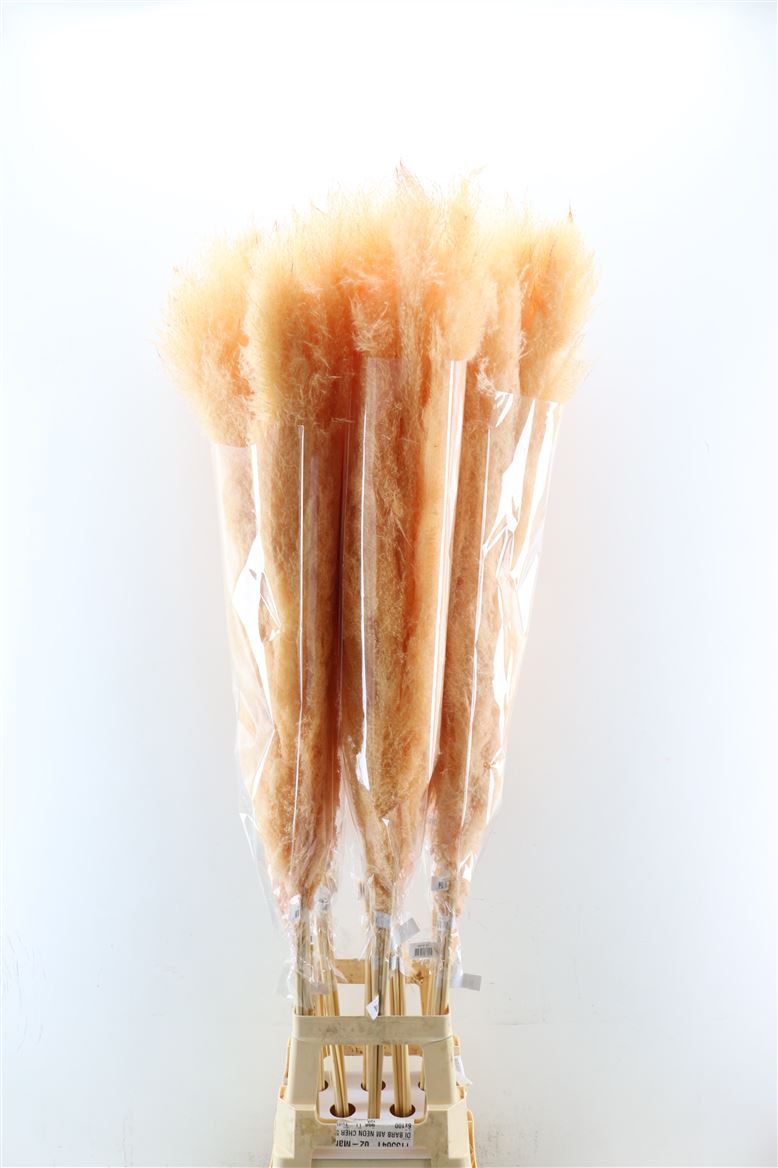 Dried-Cortaderia-Dadang-Salmon-140cm-P-Stem