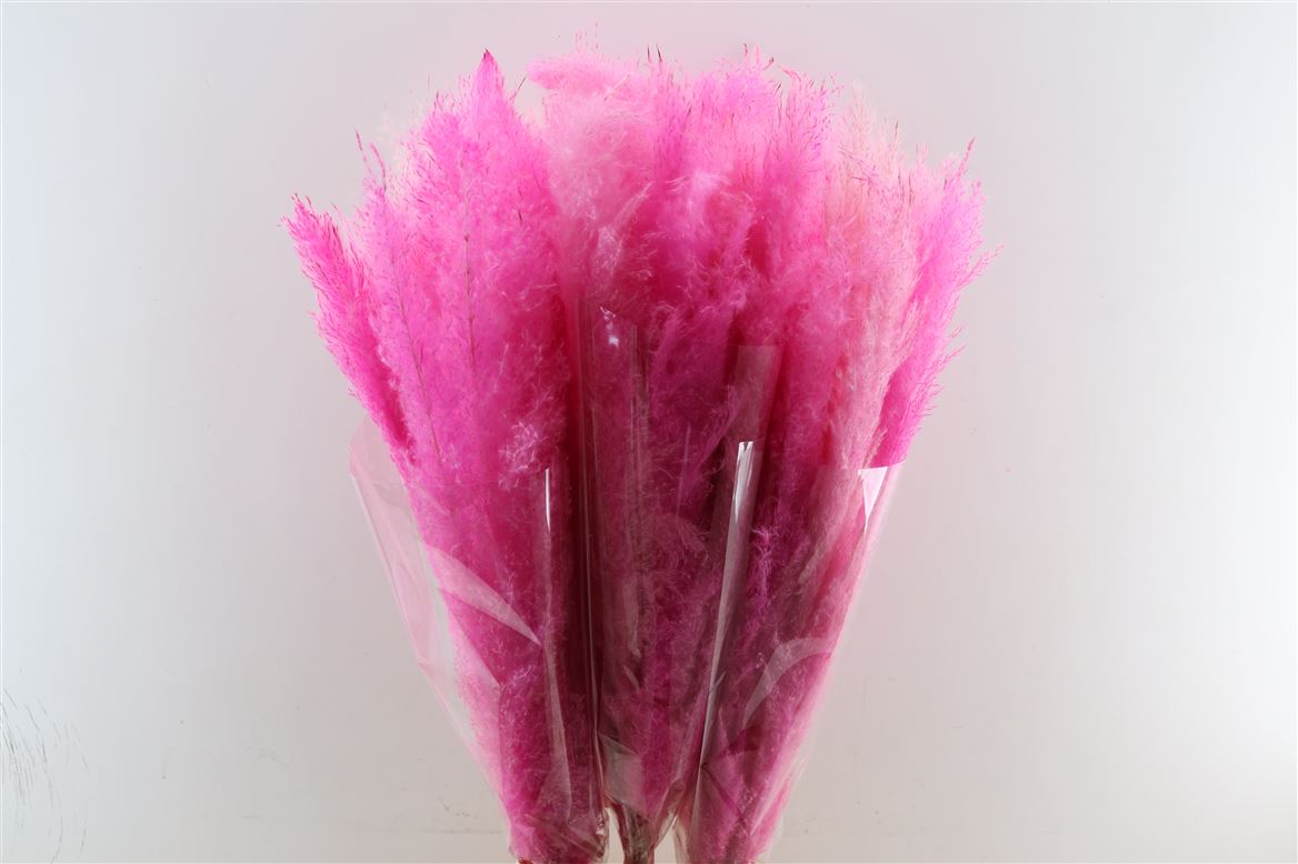 Dried-Cortaderia-Dadang-Soft-Pink-100cm-P-Stem