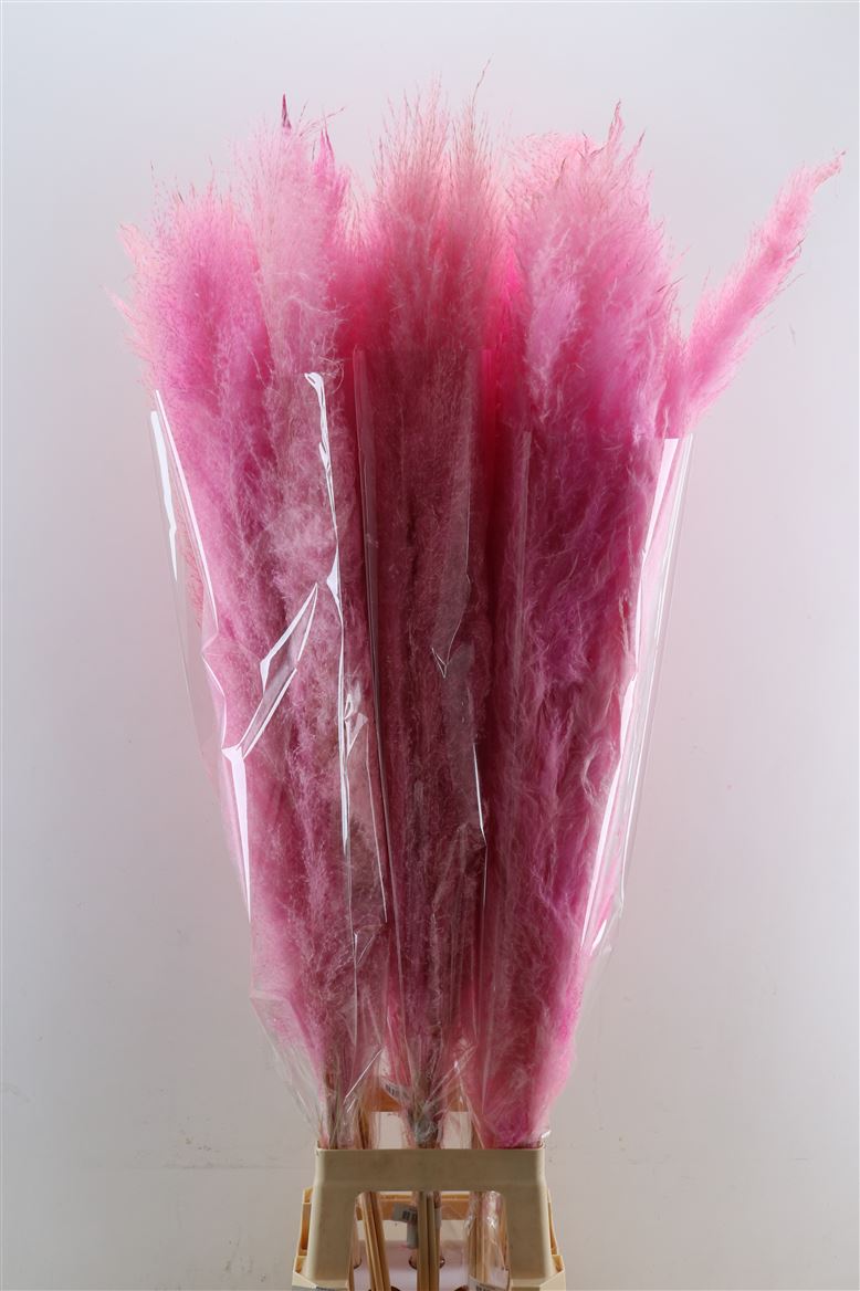 Dried-Cortaderia-Dadang-Soft-Pink-120cm-P-Stem