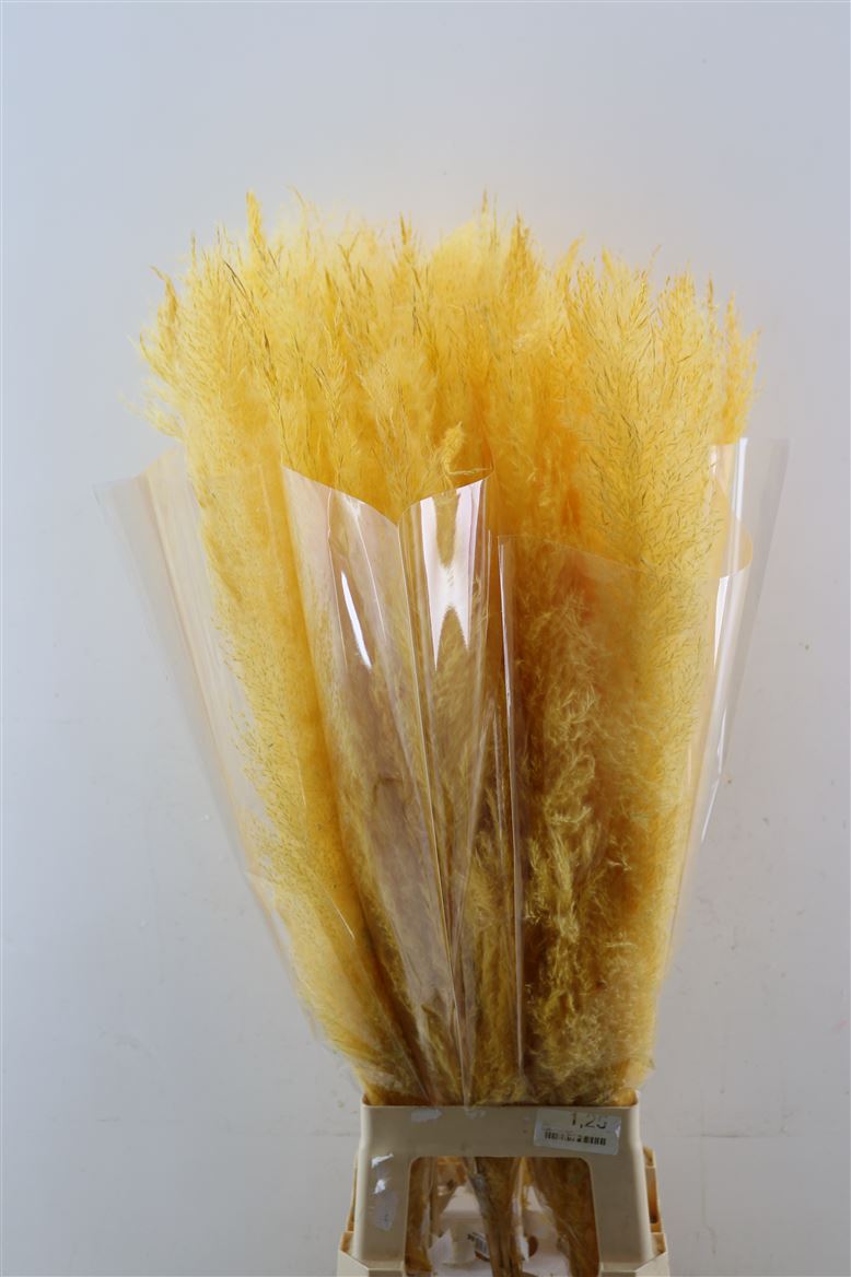 Dried-Cortaderia-Dadang-Soft-Yellow-100cm-P-Stem