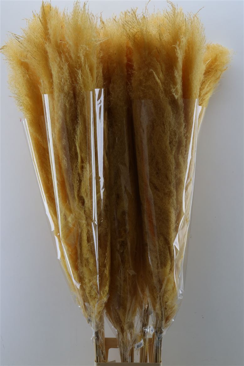 Dried-Cortaderia-Dadang-Soft-Yellow-140cm-P-Stem