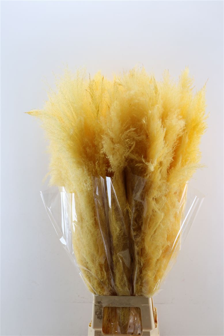 Dried-Cortaderia-Dadang-Soft-Yellow-180cm-P-Stem