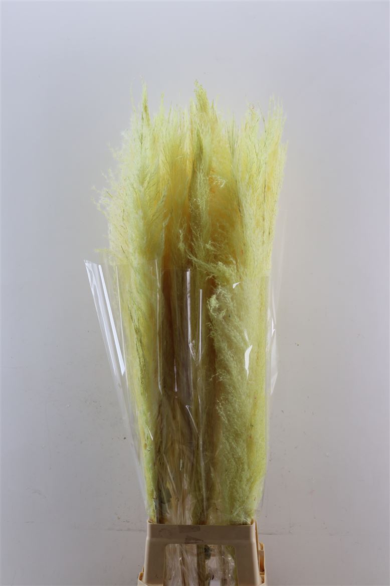 Dried-Cortaderia-Dadang-Yellow-120cm-P-Stem