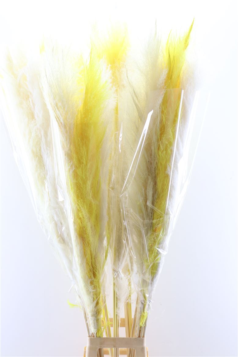 Dried-Cortaderia-Easter-Mix-140cm-P-Stem