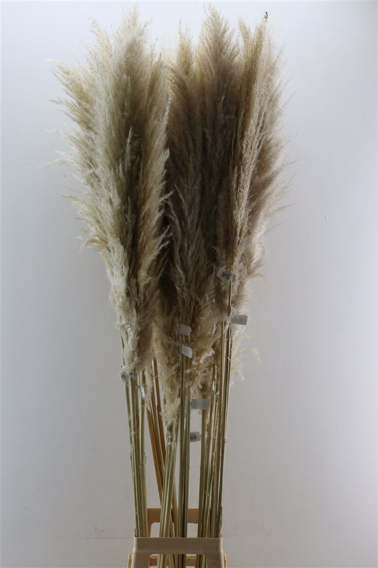 Dried-Cortaderia-Evita-140-150-Cm-P-Stem