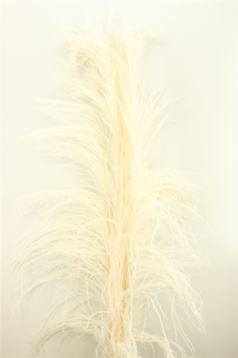 Dried-Cortaderia-Giant-200cm-Bleached