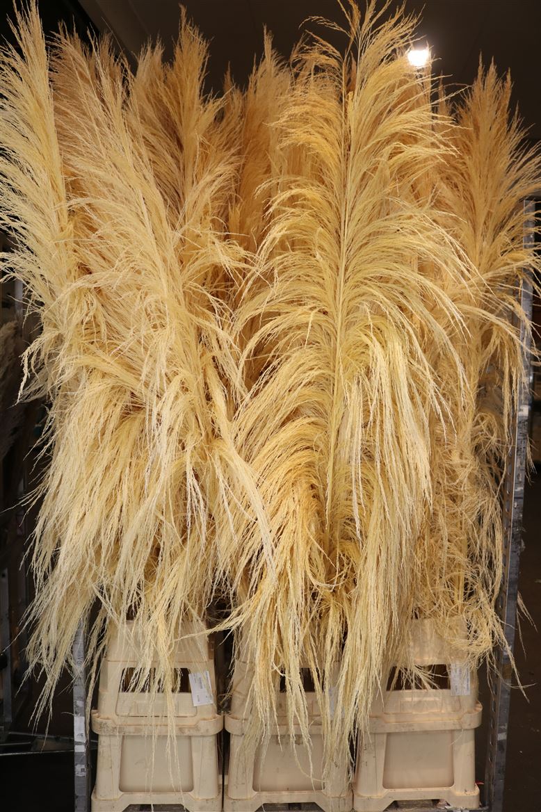 Dried-Cortaderia-Giant-250cm-Bleached-P-Stem