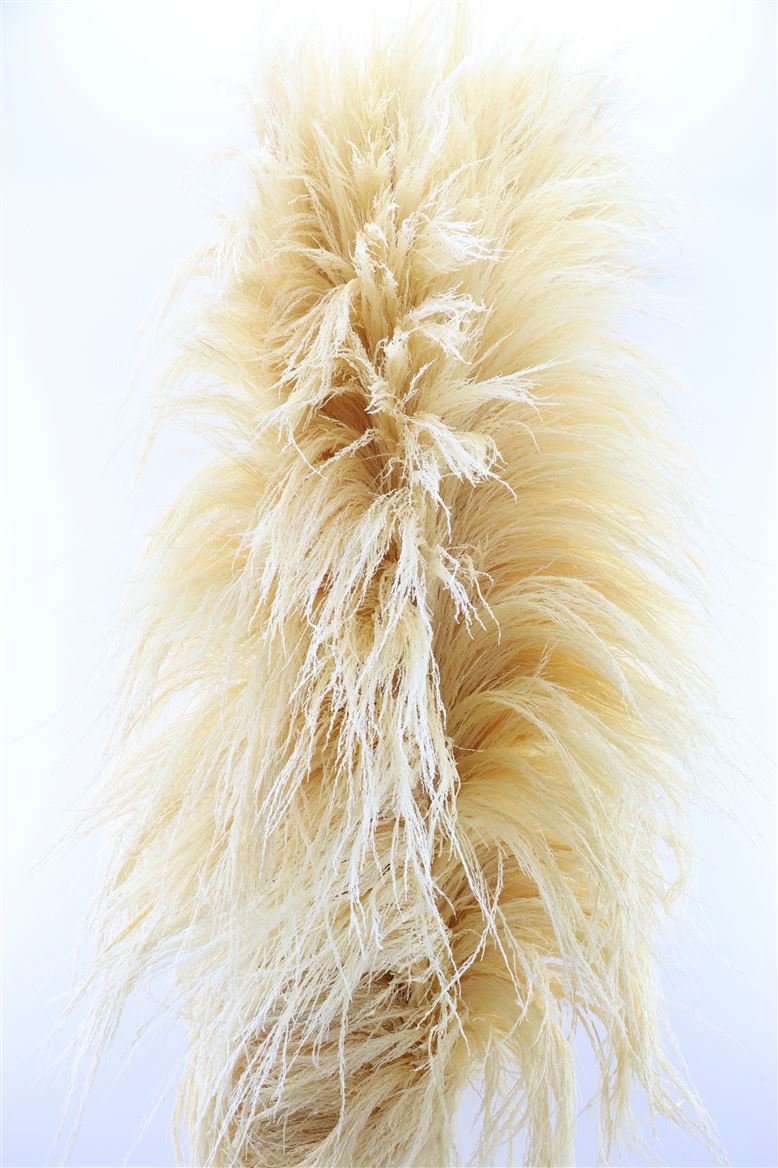 Dried-Cortaderia-Giant-Bleached-250cm-P-Stem