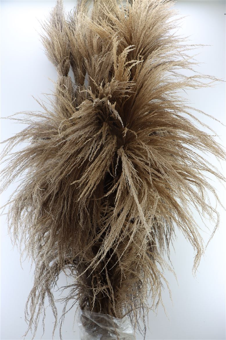 Dried-Cortaderia-Giant-Naturel-250cm-P-Stem
