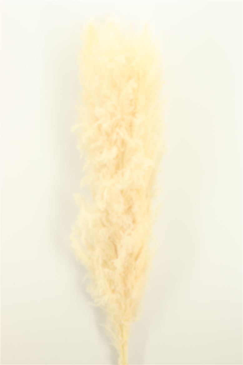 Dried-Cortaderia-Lao-Grass-140cm-Extra-P-Stem