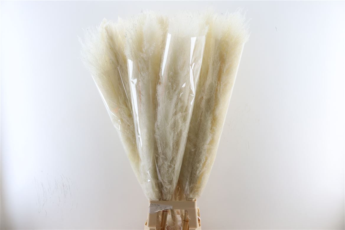 Dried-Cortaderia-Lao-Grass-Bleached-140cm-P-Stem