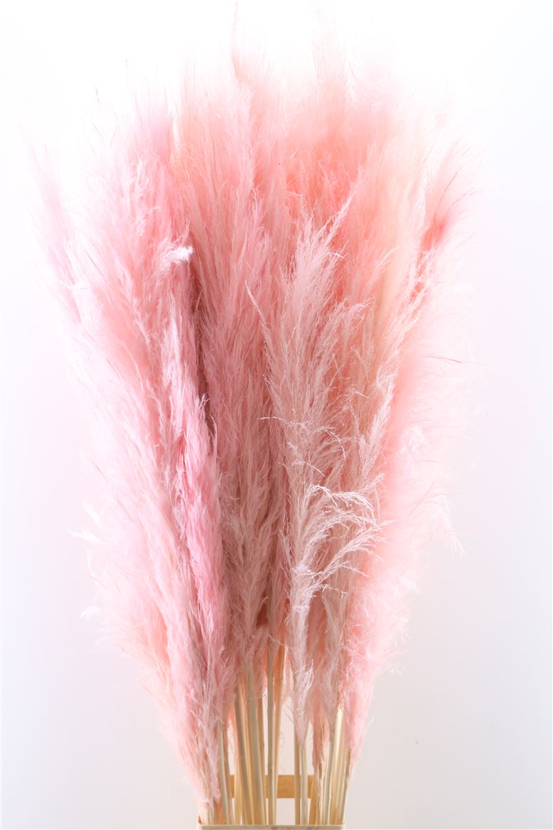 Dried-Cortaderia-Light-Pink-140cm-P-Stem