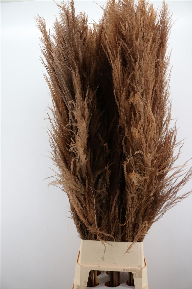 Dried-Cortaderia-Nat-Brown-Medium-160cm