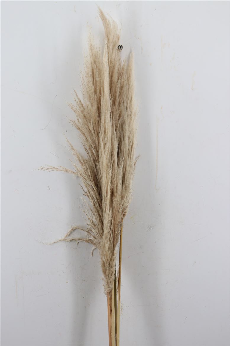 Dried-Cortaderia-Natural-110cm-P-Stem