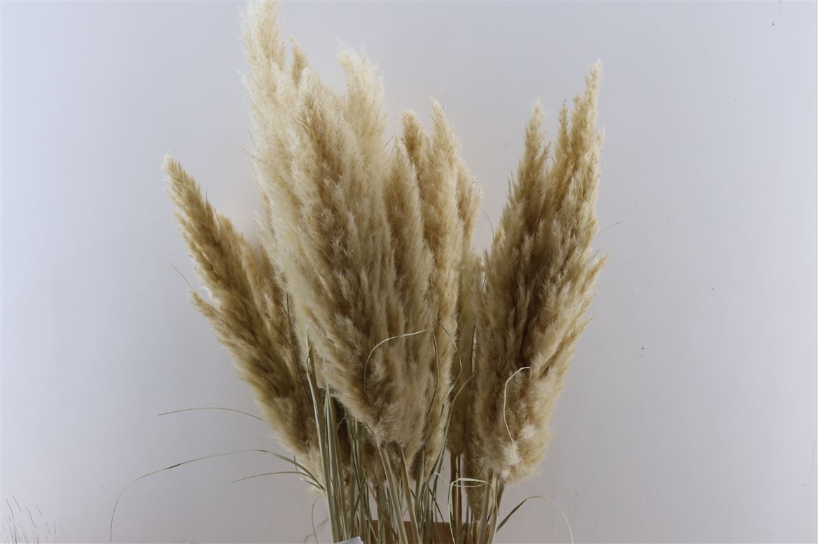 Dried-Cortaderia-Natural-75cm-Ex.-P.-Stem