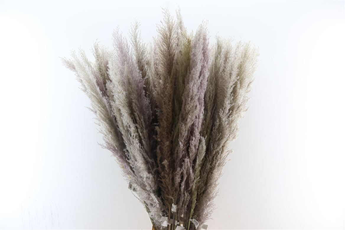 Dried-Cortaderia-Naturel-120cm-P-Stem
