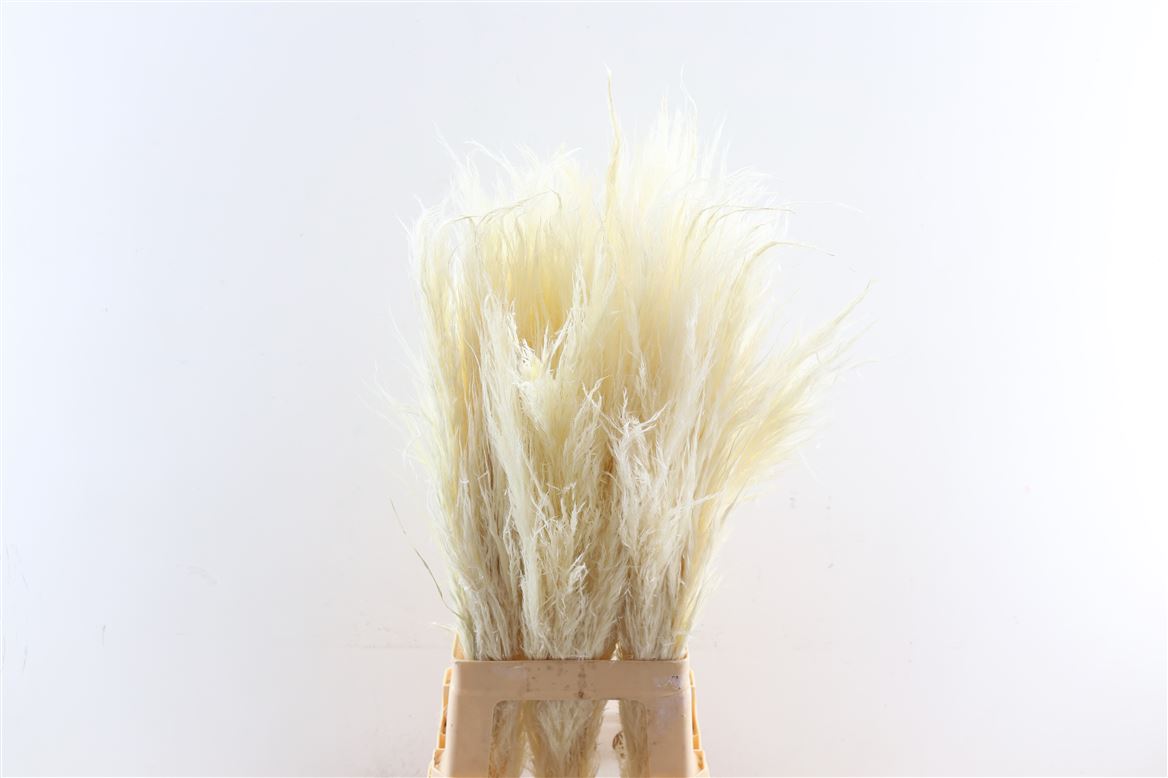 Dried-Cortaderia-Pampas-Bleached-80cm