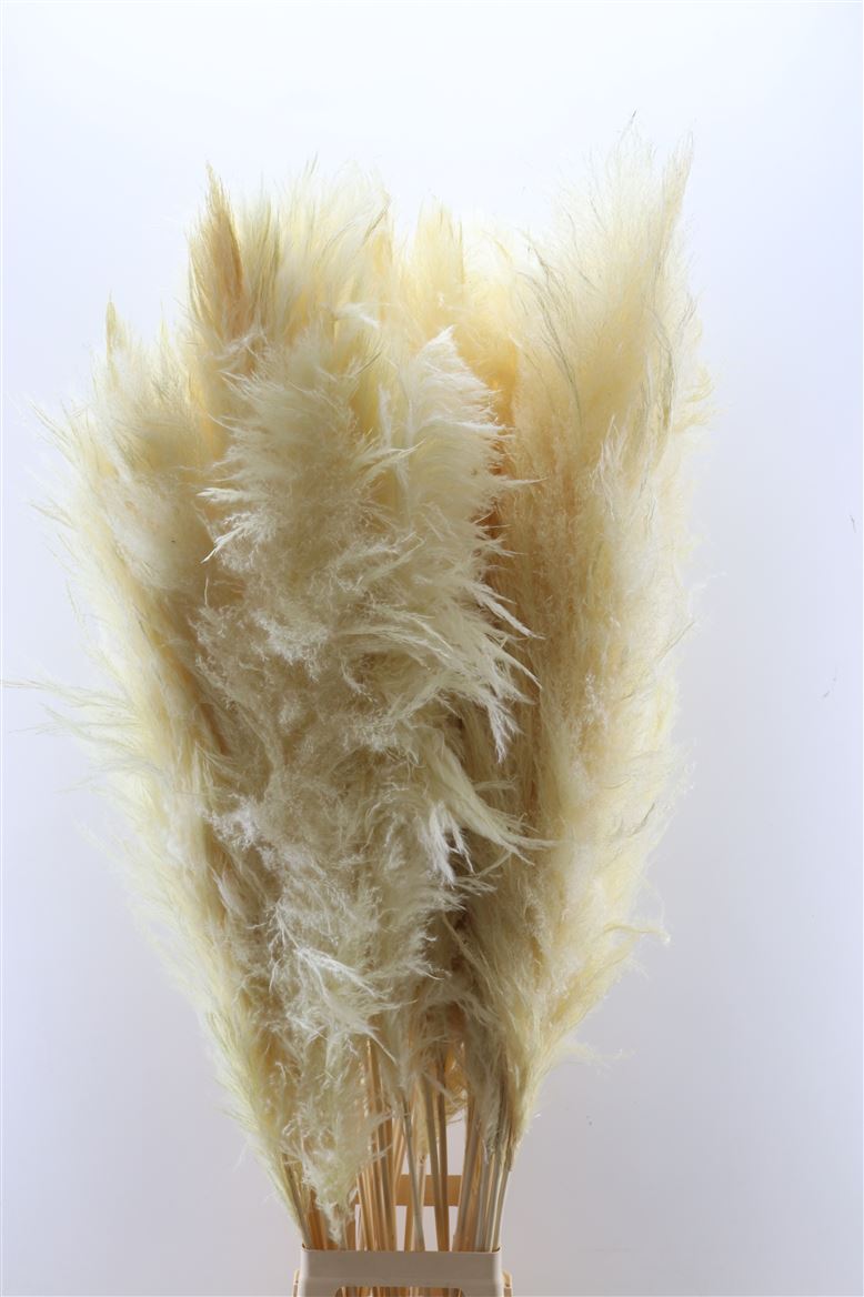 Dried-Cortaderia-Pastel-Cream-140cm-P-Stem