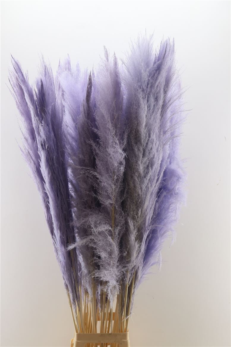Dried-Cortaderia-Pastel-Lavendel-140cm-P-Stem