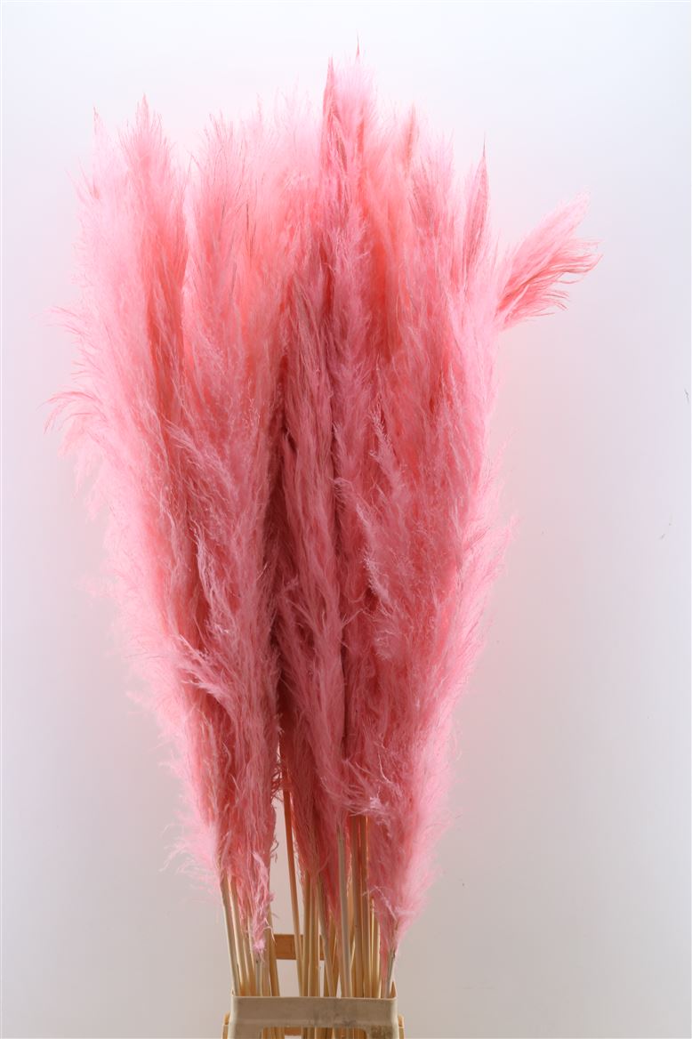 Dried-Cortaderia-Pastel-Light-Pink-140cm-P-Stem