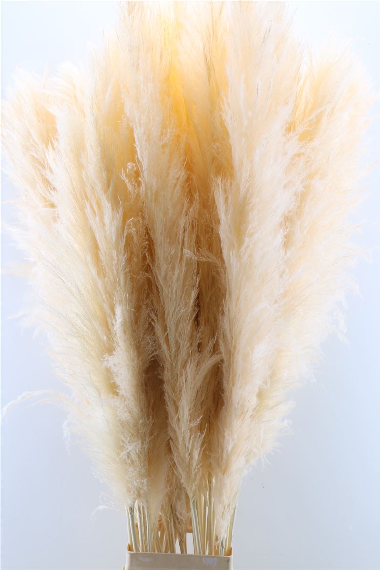 Dried-Cortaderia-Pastel-Salmon-140cm-P-Stem